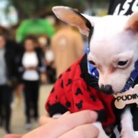 Censo Pet de Blumenau já cadastrou 5 mil animais