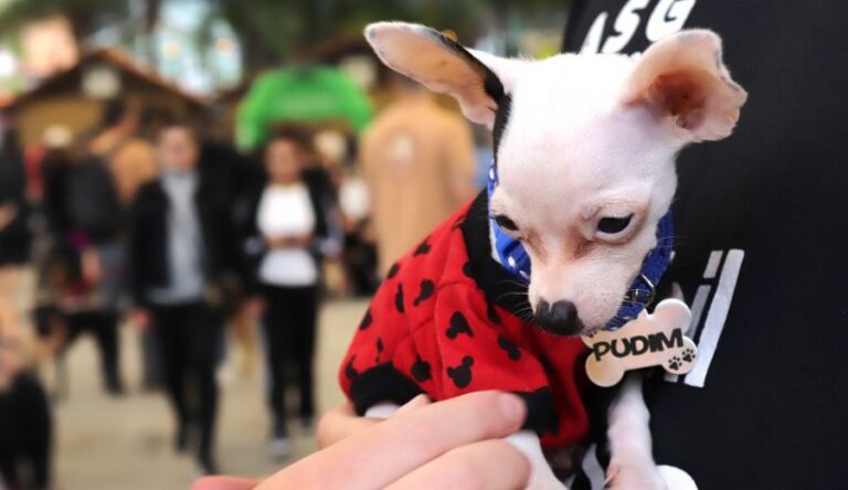 Censo Pet de Blumenau já cadastrou 5 mil animais