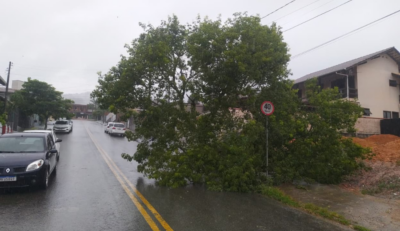 Chuva no Vale do Itajaí provoca quedas de árvores em Pomerode
