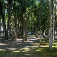 Projeto de lei propõe arborização em espaços públicos de Blumenau