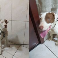 Pitbull é deixado em base da PM e órgão pede ajuda para encontrar tutor