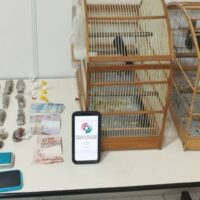 Homem é preso por tráfico de drogas e posse ilegal de pássaros silvestres em Gaspar