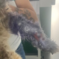 Denúncia leva ao resgate de nove animais em situação de maus-tratos em Gaspar