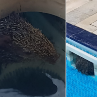 Cotia é resgatada depois de ficar presa em piscina no bairro Salto do Norte