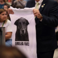 Decreto aumenta multas por maus-tratos a animais no Brasil