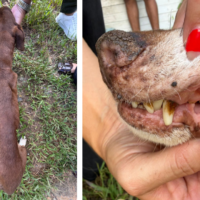 Ex-diretora ligada à causa animal é citada em relatório de maus tratos em Blumenau