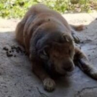 Homem é preso por maus-tratos a cachorro no Médio Vale do Itajaí