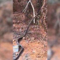 VÍDEO – Cobra de grande porte invade residência e é capturada por bombeiros, em Pomerode