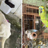 Dois homens são presos por maus-tratos a animais