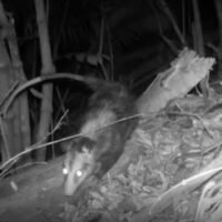 Monitoramento registra mais de 770 animais silvestres em áreas de mata urbana de Blumenau