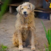 Após 12 anos de espera, cão mais antigo do Cepread é adotado