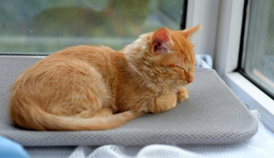 Outono exige atenção redobrada com a saúde e o bem-estar dos pets