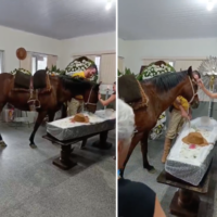 Num registro emocionante, égua Nina relincha ao se despedir de Tio Pedro
