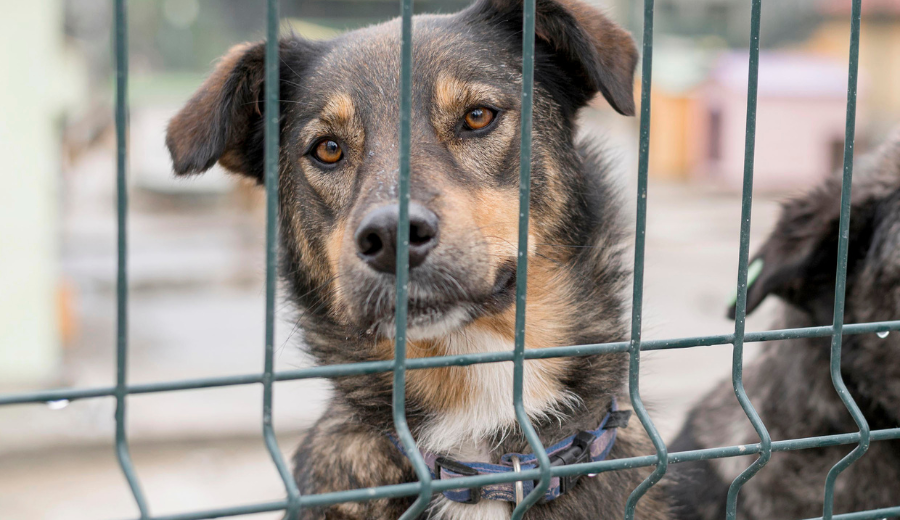 Maioria das denúncias de maus-tratos em Blumenau é falsa