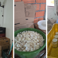 Polícia Civil e Vigilância Sanitária fecham fábrica clandestina de palmito em Ascurra