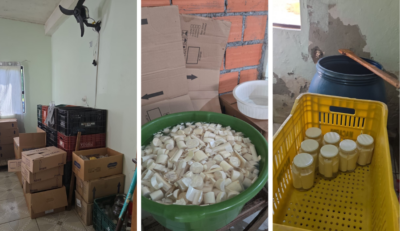 Polícia Civil e Vigilância Sanitária fecham fábrica clandestina de palmito em Ascurra