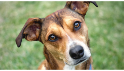 Curiosidades sobre o seu cão: ele tem mais compreensão do que você imagina!