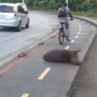 Sequência de atropelamentos de capivaras preocupa moradores na Ponta Aguda