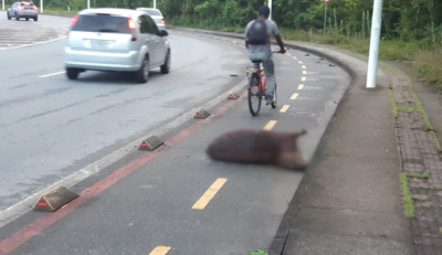 Sequência de atropelamentos de capivaras preocupa moradores na Ponta Aguda