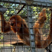 Bugios-ruivos podem ser trazidos para Blumenau em projeto de conservação