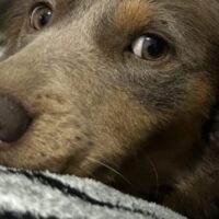 Gaspar lança Campanha do Agasalho Pet para ajudar animais no frio