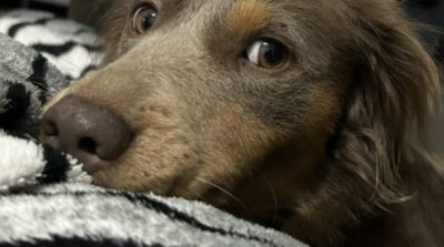 Gaspar lança Campanha do Agasalho Pet para ajudar animais no frio