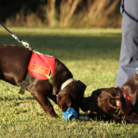 Pai e filha, cães de busca são aposentados juntos pelo Corpo de Bombeiros de SC