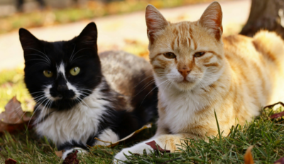 Curiosidades sobre o seu gato: o ronronar vai muito além da felicidade