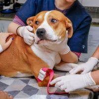 Pitbull resgatado por maus-tratos doa sangue e ajuda a salvar cadela em Blumenau