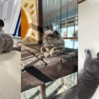 CEI de Blumenau adota gato comunitário e felino vira tema de projeto sobre educação fiscal e bem-estar animal
