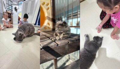 CEI de Blumenau adota gato comunitário e felino vira tema de projeto sobre educação fiscal e bem-estar animal