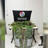 Adolescente é apreendido após mãe descobrir plantação de maconha no quintal de casa, em Blumenau