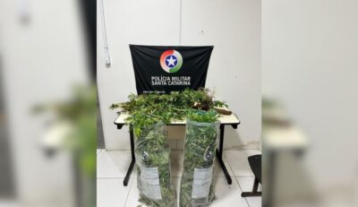 Adolescente é apreendido após mãe descobrir plantação de maconha no quintal de casa, em Blumenau
