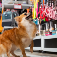Mercado Pet: cuidado, experiência e bem-estar moldam os produtos e serviços do setor