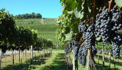 De onde vem o vinho: a história e cultura em uma garrafa