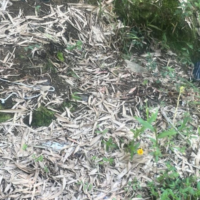 Corpo com as mãos amarradas e tiro na cabeça é encontrado em Gaspar