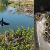 Final feliz: marrecos resgatados na BR-101 são devolvidos à natureza após 3 meses