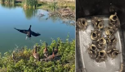 Final feliz: marrecos resgatados na BR-101 são devolvidos à natureza após 3 meses