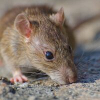 Santa Catarina registra apenas um caso de hantavírus em 2026