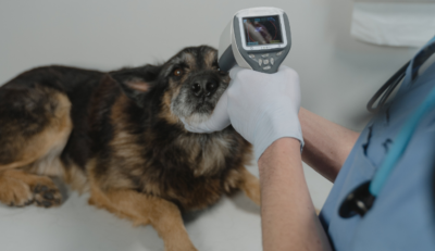 Julho Violeta Pet alerta para os cuidados com doenças de pele e dos olhos em cães e gatos