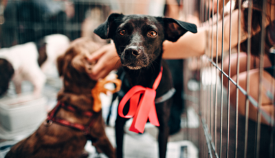 Adoção de animais com deficiência ainda esbarra em preconceito e desinformação