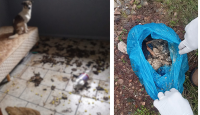 PM resgata 22 animais em situação de abandono e outros oito mortos, em estado de decomposição