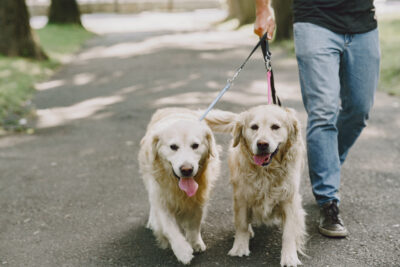Indaial terá cãominhada alusiva ao Junho Verde no Parque Jorge Hardt